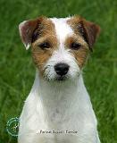 Parson Russell Terrier 9R046D-024